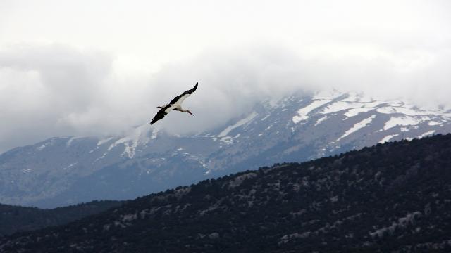 Binlerce kilometre uzaktan gelen leylekler kuluçkaya yattı
