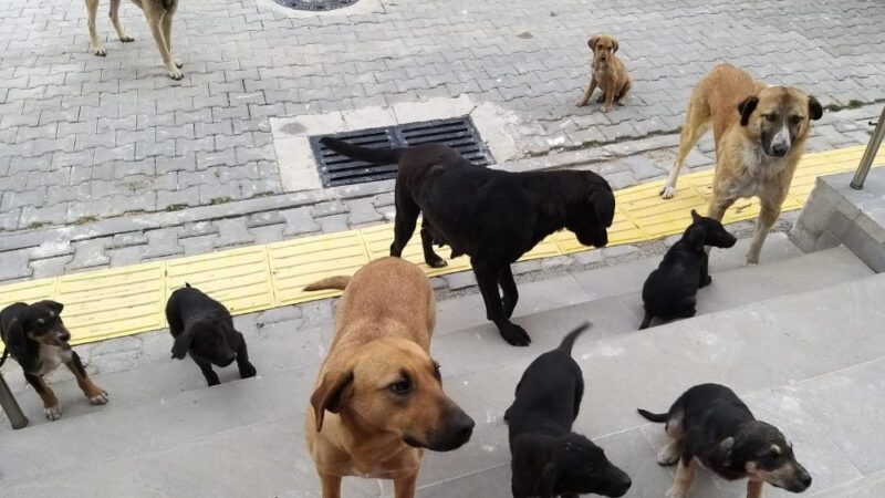 Orhaneli’de sahipsiz köpekler toplandı Bursa’nın Orhaneli ilçesinde başı boş ve tasmasız sokak köpekleri toplandı.