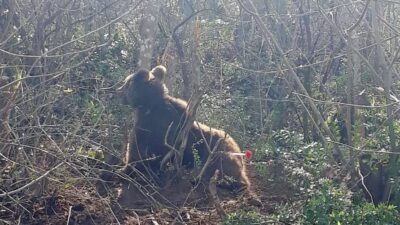 Ormanda kapana sıkışan ayıya nefes kesen operasyon