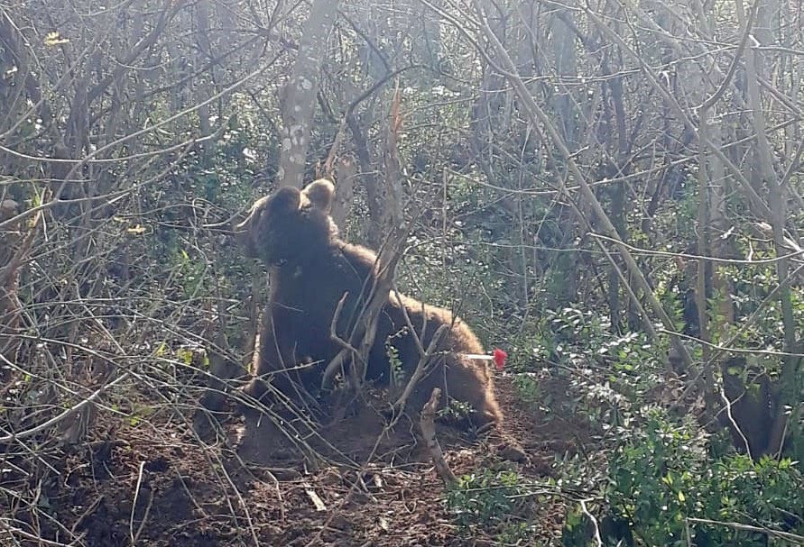 Ormanda kapana sıkışan ayıya nefes kesen operasyon Ormanda kapana sıkışan ayıya nefes kesen operasyon