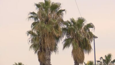 ‘Kırmızı böcek’ alarmı! 1500 palmiye ağacı kesildi