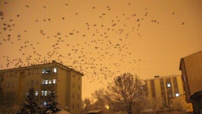 Bu kez gece ortaya çıktılar! Kenti istila ettiler