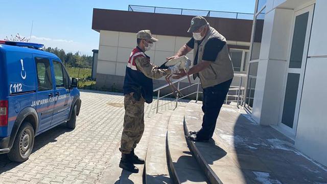 Yaralı leyleğe jandarma sahip çıktı