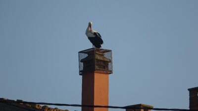 Yaren leylek ile Adem amca 10’uncu kez buluştu