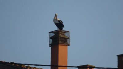 Yaren leylek ile Adem amca 10’uncu kez buluştu