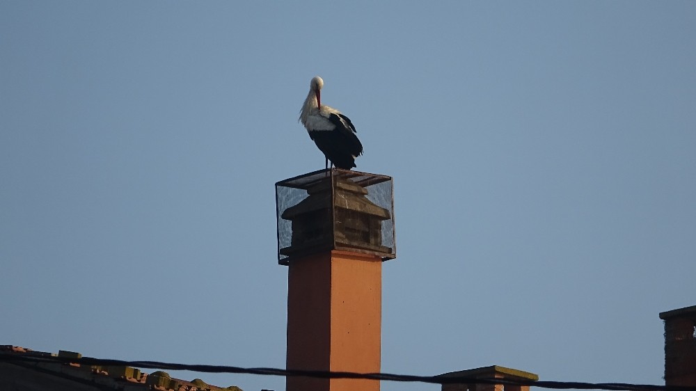 Yaren leylek ile Adem amca 10’uncu kez buluştu Yaren leylek ile Adem amca 10’uncu kez buluştu