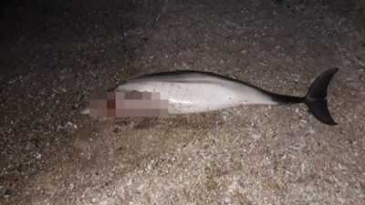 Muğla’da ölü yunus karaya vurdu