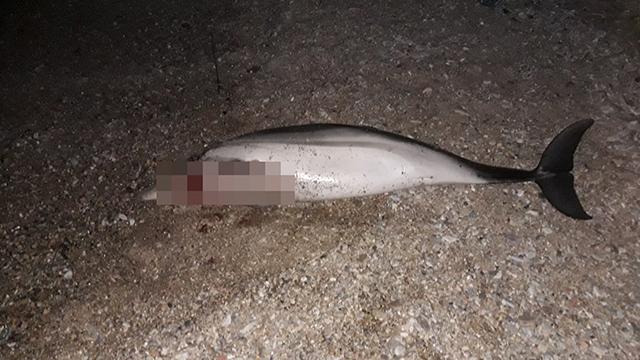 Muğla’da ölü yunus karaya vurdu