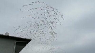 Bursa semalarında görsel şölen