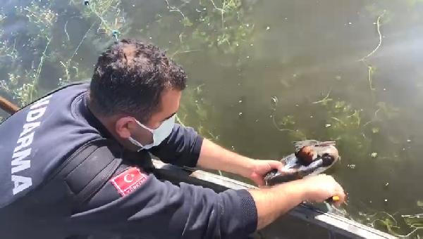Bursa’da balıkçı ağına takılan kuşu jandarma kurtardı