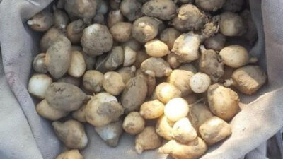 Toplanması yasaktı, suçüstü yakalandılar! 724 bin lira ceza…