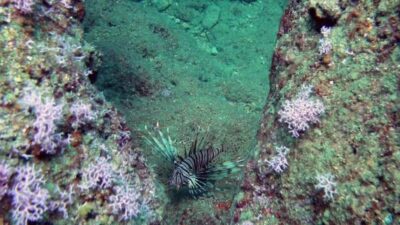 Denizlerde yeni tehlike! Zehirli ve hızla çoğalıyor