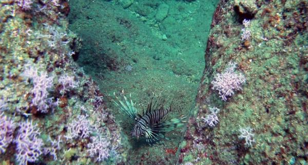 Denizlerde yeni tehlike! Zehirli ve hızla çoğalıyor