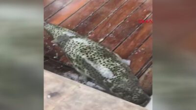 Zehirli ve ağırlığı 5 kilo! Turizm cennetinde büyük tehlike