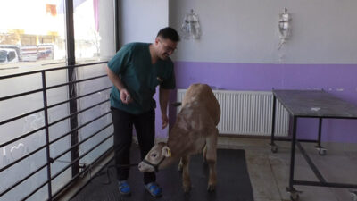 Kars’ta buzağılarda koronavirüs görüldü