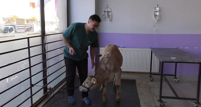 Kars’ta buzağılarda koronavirüs görüldü