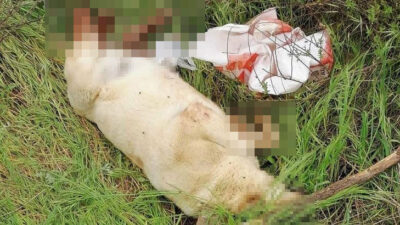 Bu nasıl vicdansızlık! Kan donduran olay