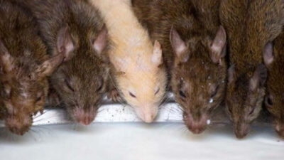 Farelerin geçmiş yaşamlarında çocuk olduğuna inanılıyor…