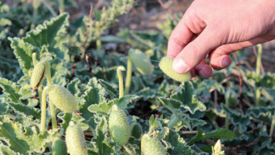 Buruna sıkınca bakın ne oluyor!