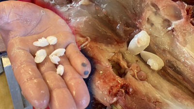 Yalnız 2 tane çıkıyor! Siparişlere yetişemiyor…