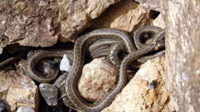 Sürüler halinde çıkıyor! ‘Evlere girmeye çalışacaklar’