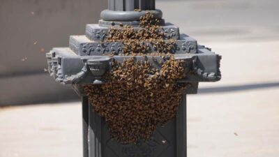 Tedirgin eden görüntü!