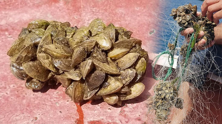 İç sularımızda büyük tehdit! İstila ediyorlar…