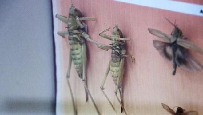 İstilacı çöl çekirgesi uyarısı! ‘Türkiye için tehdit olabilir’