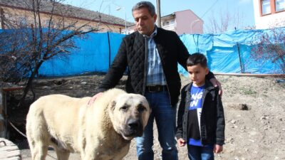 Köpek dile geldi; ‘Benim adım Ejder’