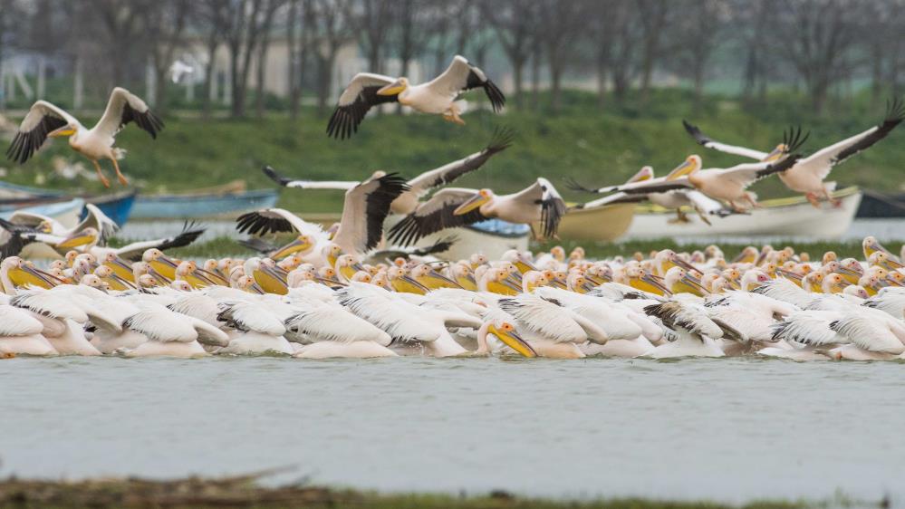 Bursa’da ak pelikanların göçü bu yıl da görüntülendi Bursa’da ak pelikanların göçü bu yıl da görüntülendi