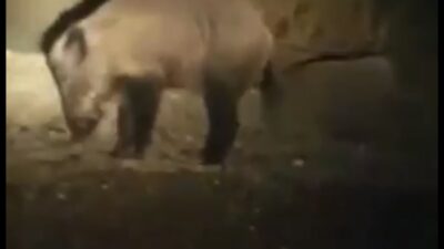 Bursa’da aç kalan domuz sahile inerek midye yedi