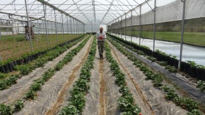 Yer: Bursa… 2 ay önce hasat etti, 3 katı fiyata satıyor