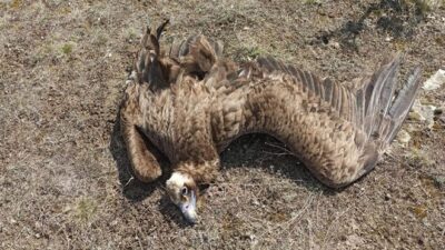 Kırmızı listedeki 7 kara akbaba ölü bulundu