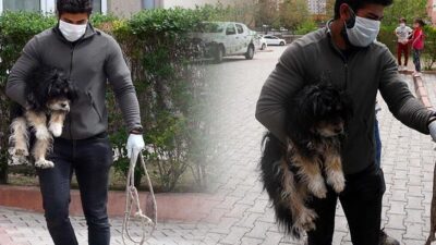Köpeğin sürekli havlamasından şüphelendiler! Korkunç olay ortaya çıktı