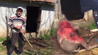 Ahıra giren ayı, eşeği telef etti! Kendi canımızdan da korkuyoruz