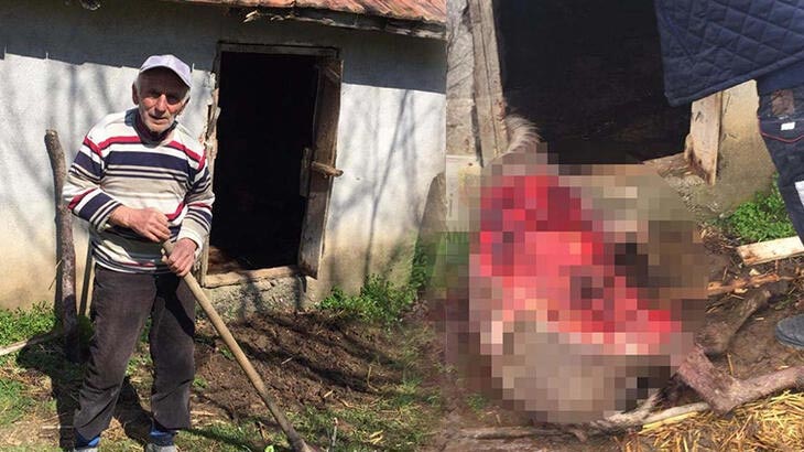 Ahıra giren ayı, eşeği telef etti! Kendi canımızdan da korkuyoruz