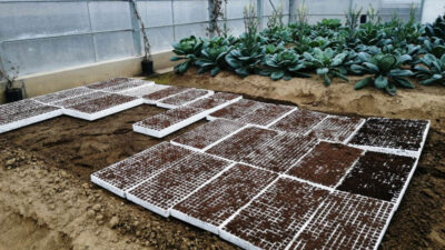 ‘Ata Tohumları’ toprakla buluştu