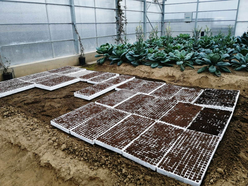 ‘Ata Tohumları’ toprakla buluştu