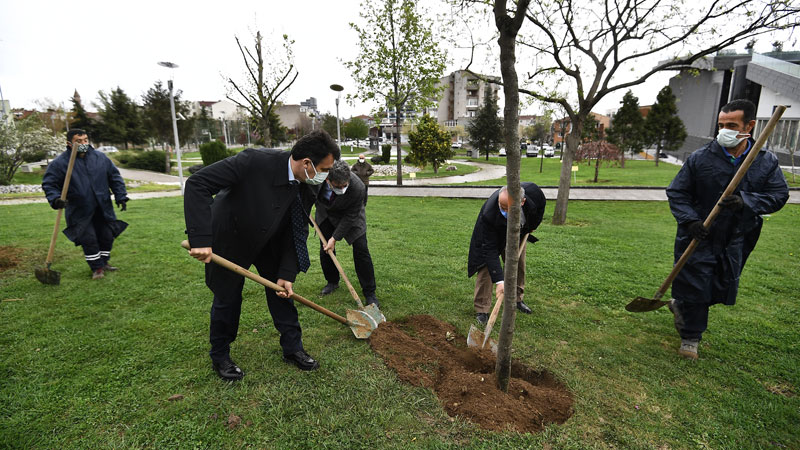 Osmangazi erguvan çiçekleri ile renklenecek