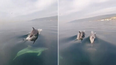Bursa’da balıkçı tekneleriyle yunusların yarışı kamerada