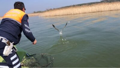 Uluabat Gölü’ne atılan ağa takılan martıyı jandarma kurtardı