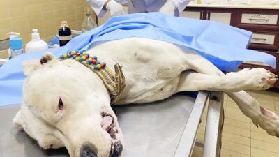 Pitbullu bıçaklayıp, sahibini dövdüler