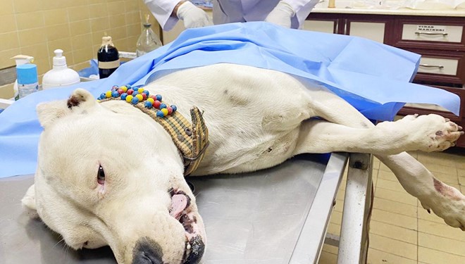 Pitbullu bıçaklayıp, sahibini dövdüler