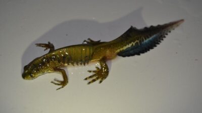 Köylü balık sanmıştı! Bakın ne çıktı…