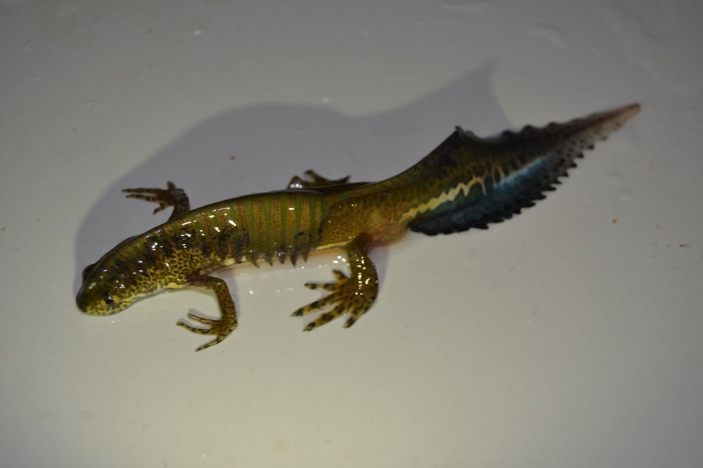 Köylü balık sanmıştı! Bakın ne çıktı…