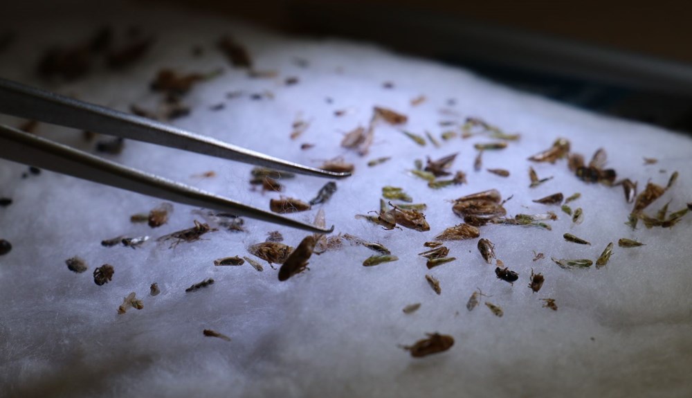 Dünyada ikinci kez görüldü! Çin’den sonra Türkiye’de