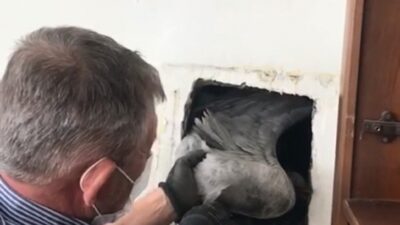 Bursa’da bacaya sıkışan martıyı site sakini kurtardı