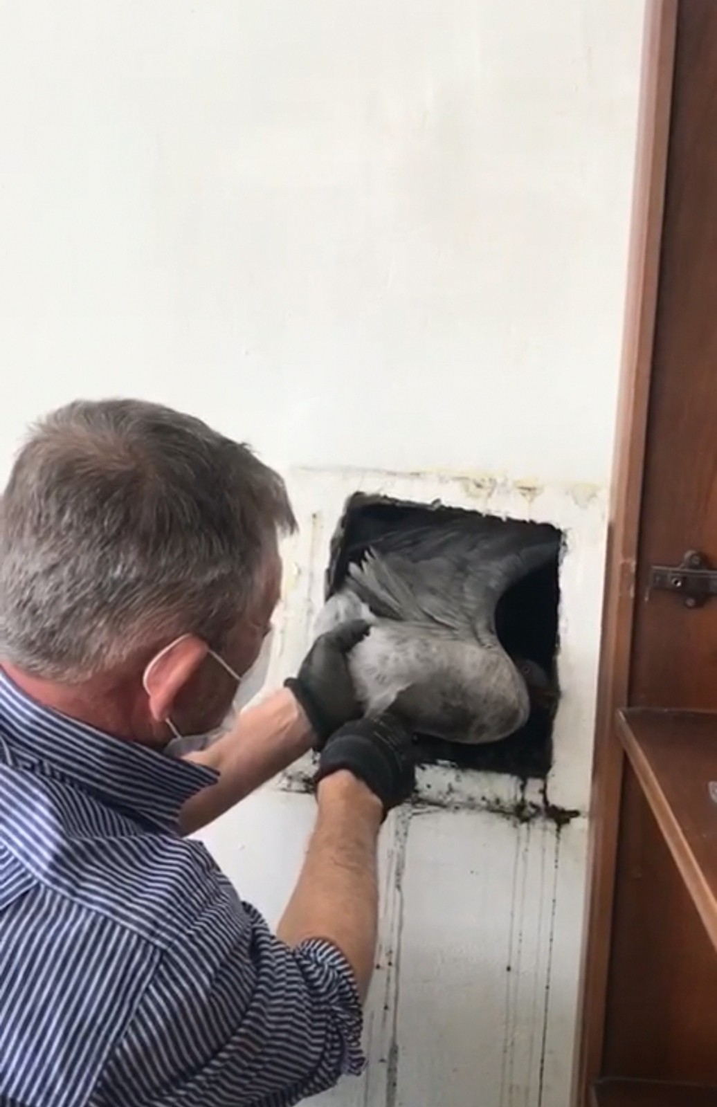 Bursa’da bacaya sıkışan martıyı site sakini kurtardı Bursa’da bacaya sıkışan martıyı site sakini kurtardı