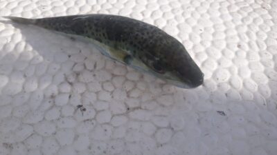 Balıkçıların kabusu balon balığı Marmara denizinde yakalandı