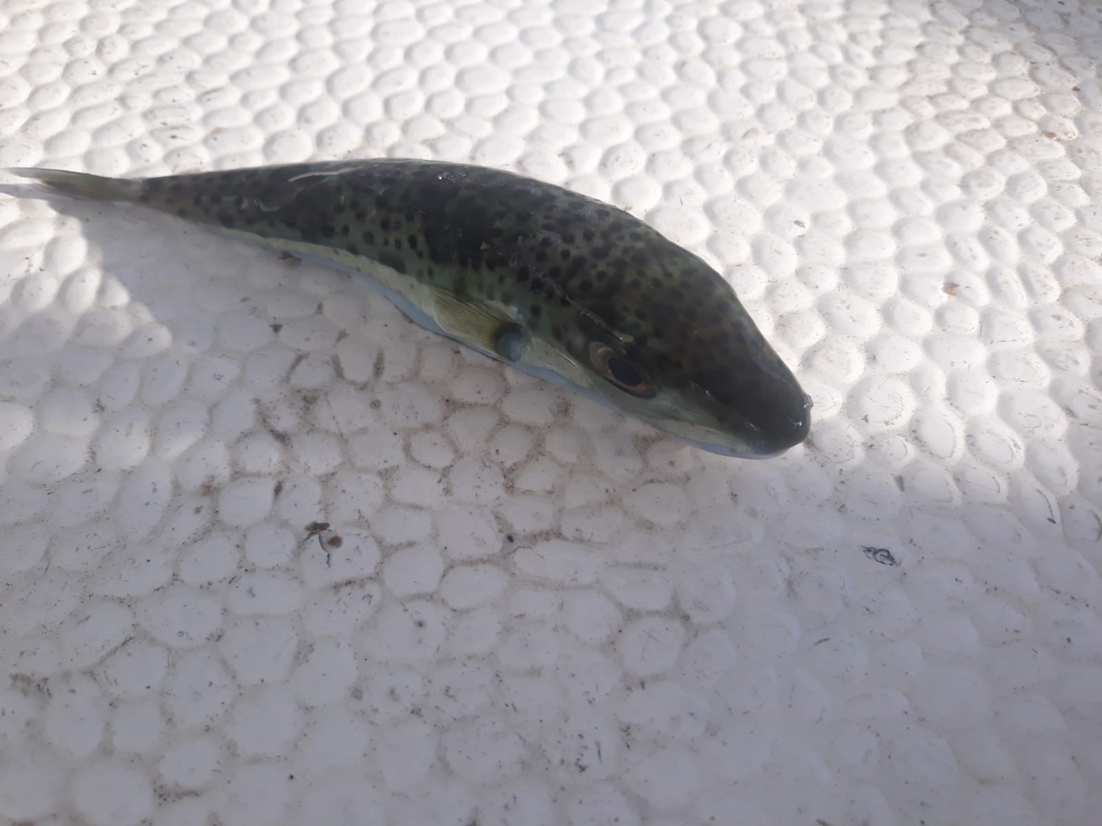 Balıkçıların kabusu balon balığı Marmara denizinde yakalandı Balıkçıların kabusu balon balığı Marmara denizinde yakalandı